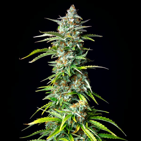 Auto NL x Auto Blueberry